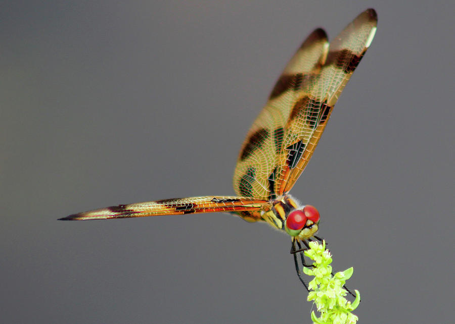 Myakka Dragonfly Photograph by Robert Wilder Jr