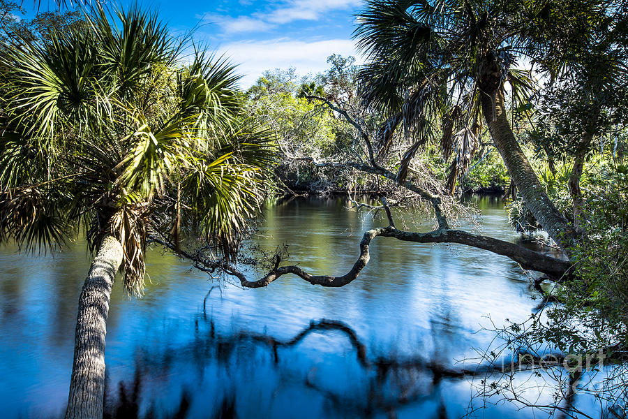 Myakka River Florida Photograph by Ben Graham