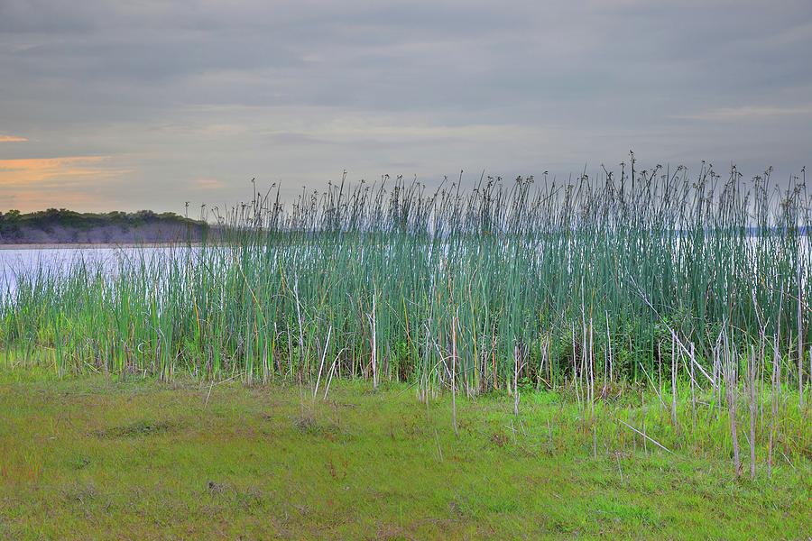 Myakka Tall Reeds Photograph by Florene Welebny