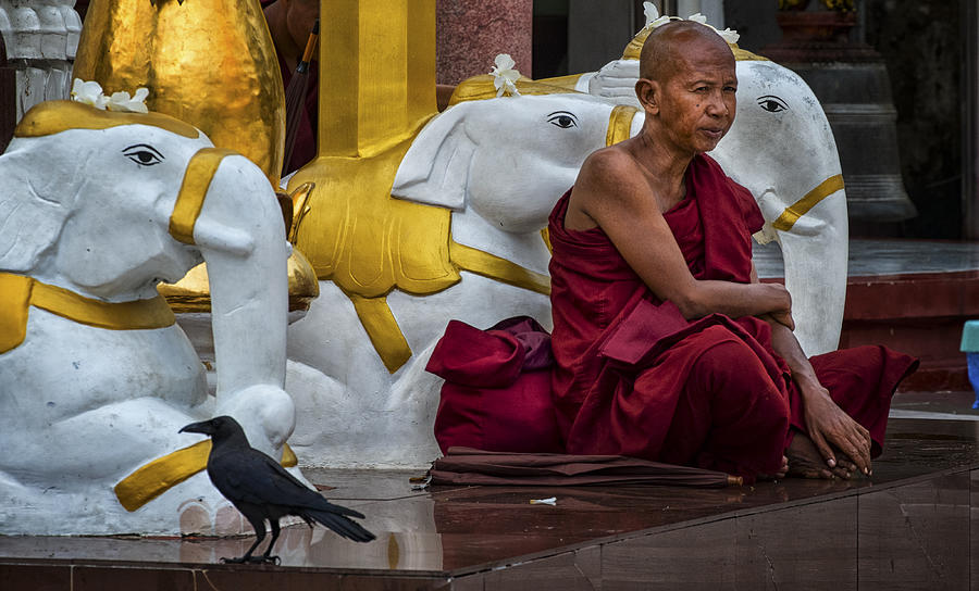 Myanmar Temple Elephants and Monk Photograph by David Longstreath