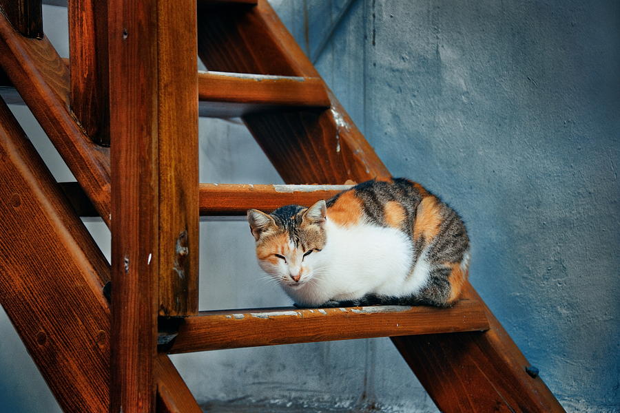 Mykonos Cat Photograph by Songquan Deng
