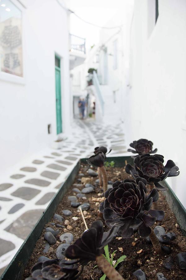 Mykonos streets Photograph by Colin Collins