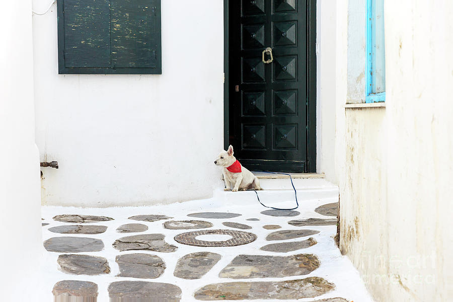 Mykonos Town Guard Dog Photograph by John Rizzuto