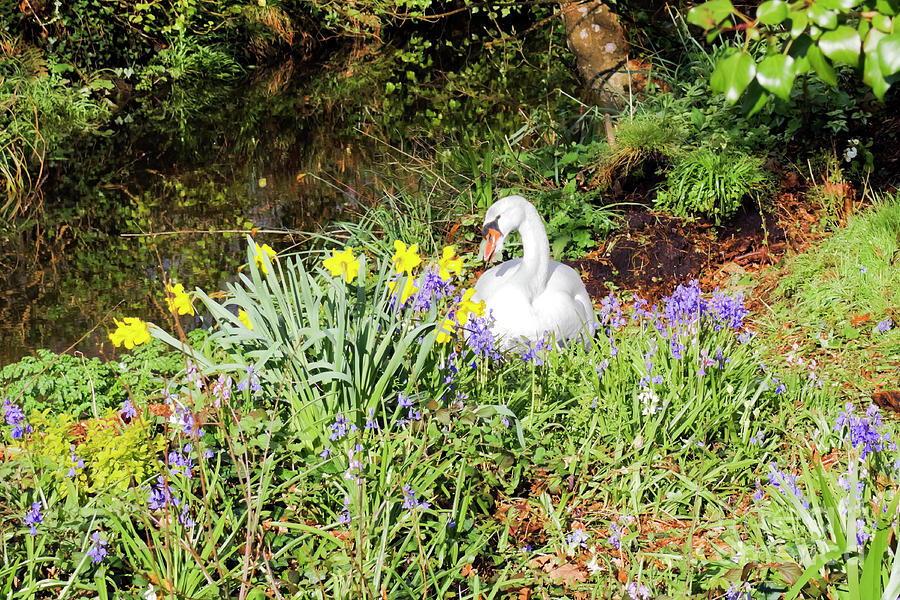 Mylor Bridge Nesting Swan Photograph by Terri Waters