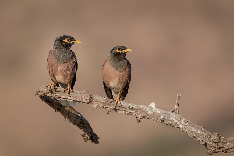 Myna Pair Photograph by James Capo