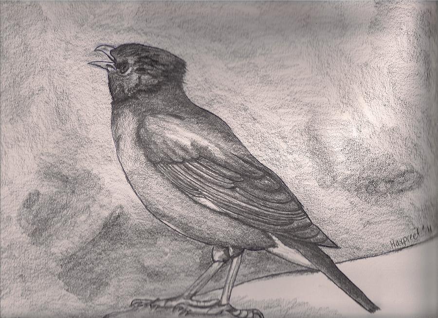 Common hill myna from A Natural History of Uncommon Birds Drawing by George  Edwards - Fine Art America