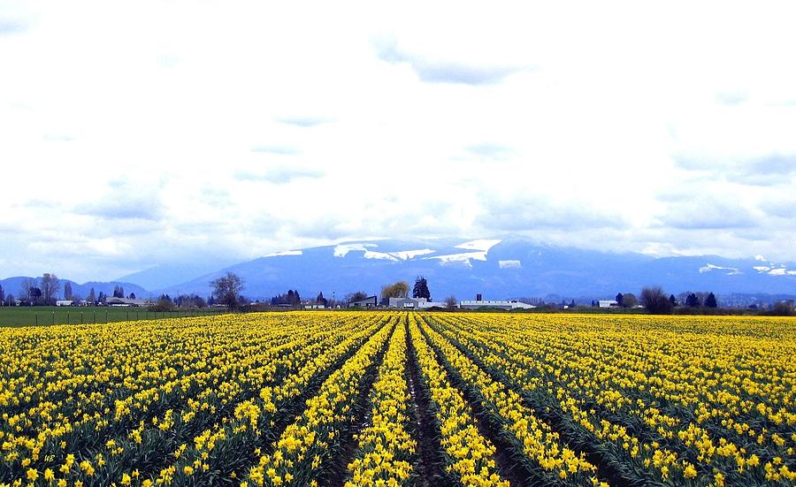Spring Photograph - Myriads Of Daffodils by Will Borden