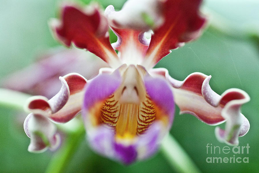 Myrmecophila tibicinis orchid Photograph by Heiko Koehrer-Wagner