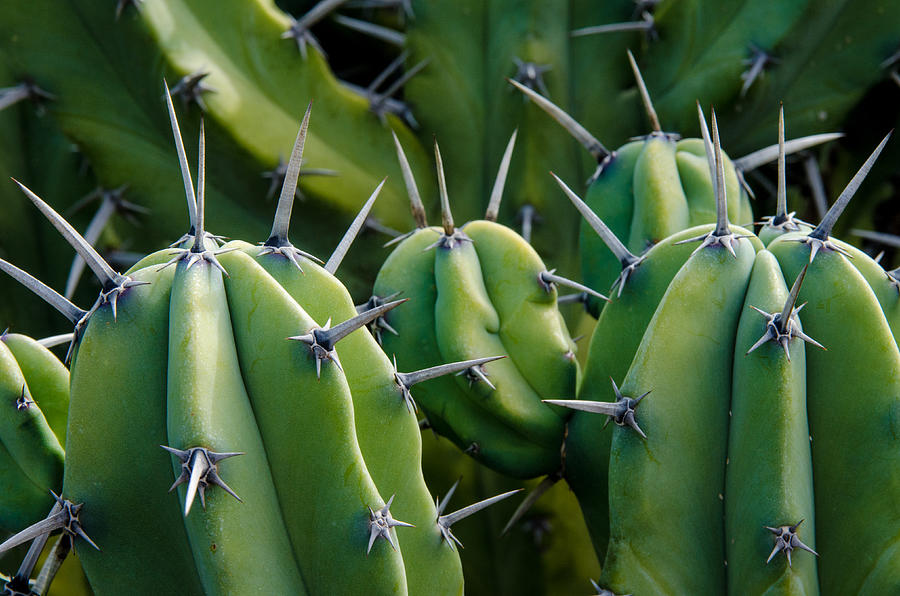 Myrtillocactus close-up Photograph by Rob Huntley