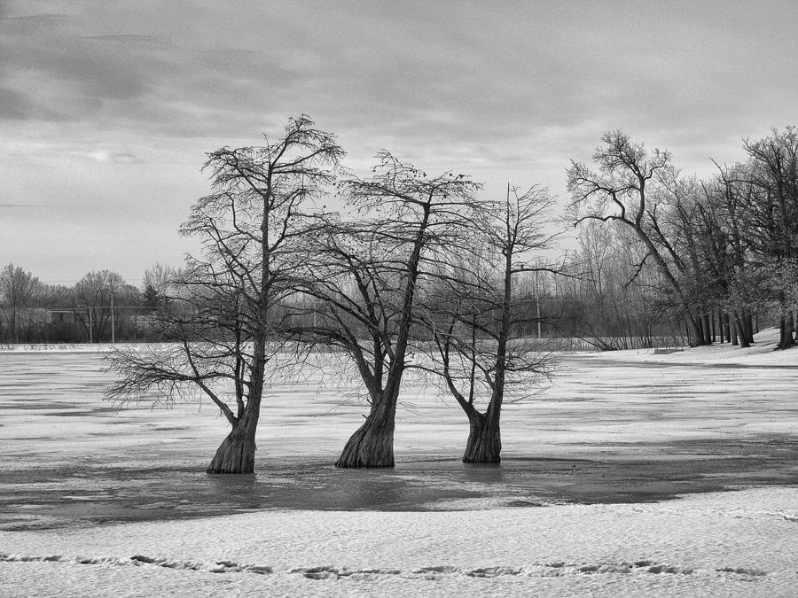 Myst Trees Photograph by Douglas Neumann - Fine Art America