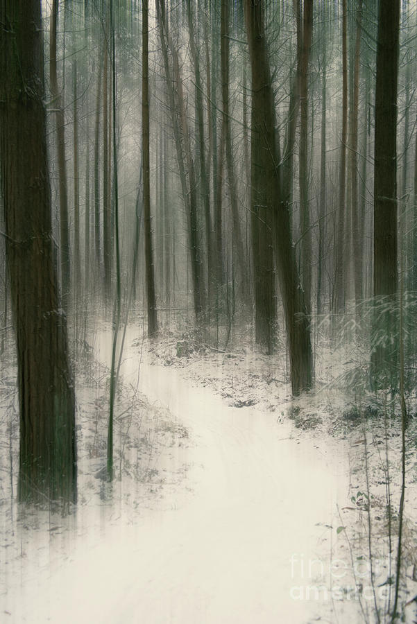 Mysteries of the Forest Photograph by David Lichtneker