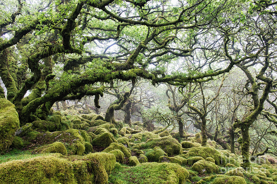 Tree Photograph - Mysterious Ancient Woodland by Tim Gainey