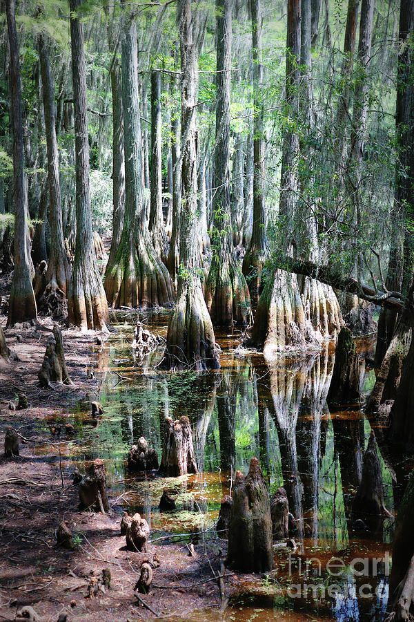 Mysterious Cypress Swamp Photograph by Carol Groenen