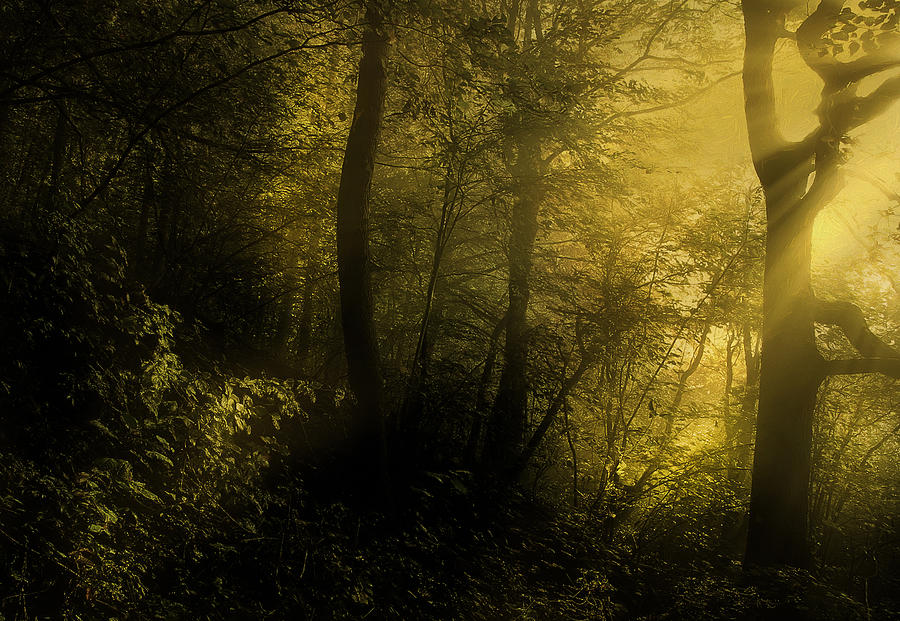 Mysterious Forest Photograph by Georgiana Romanovna