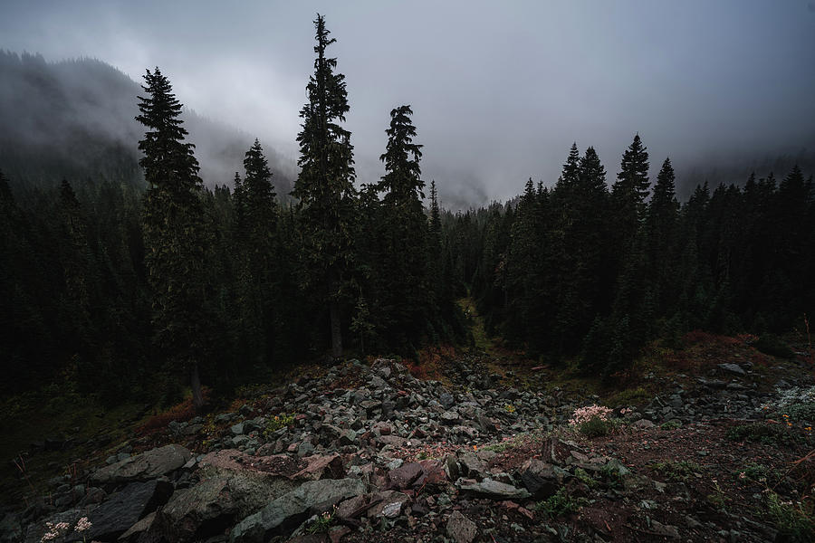 Mysterious Forest - Mt Rainer Photograph by John Marshall - Fine Art ...