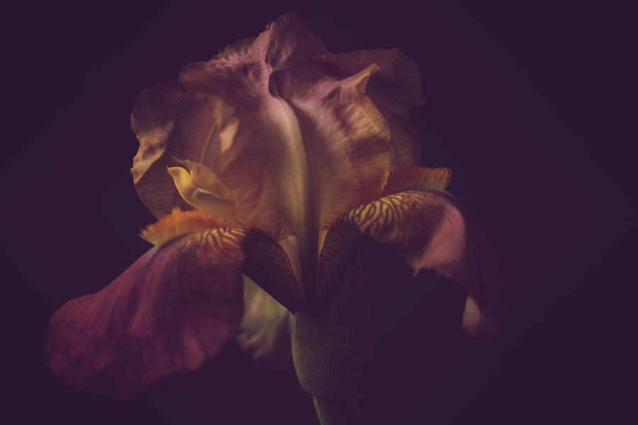 Mysterious Iris Photograph by Toni Hopper