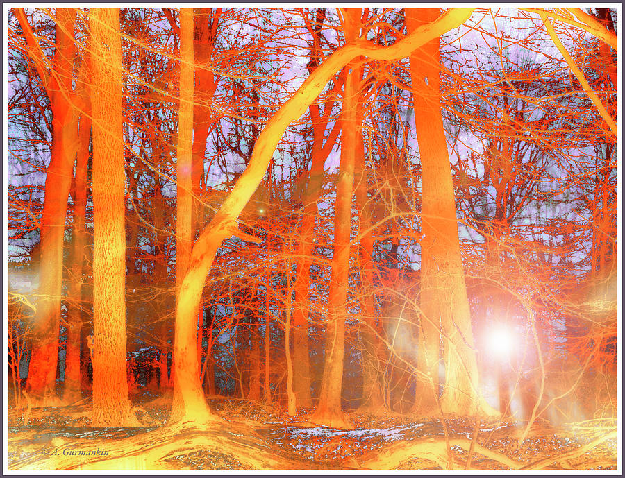 Mysterious Light in the Woods Digital Art by A Macarthur Gurmankin