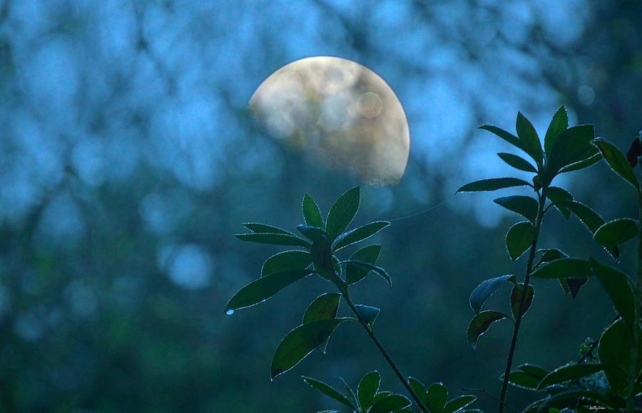 Nature Photograph - Mysterious Moon by Molly Dean