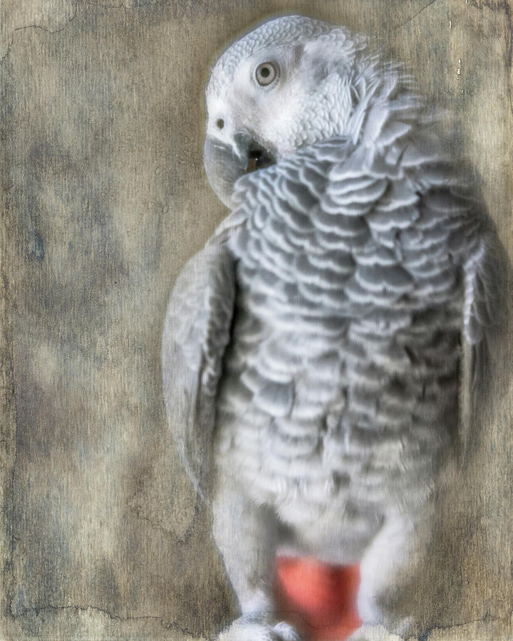 Mysterious Parrot Photograph by Jennifer Grossnickle