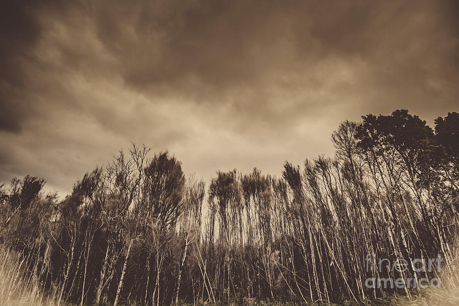 Mysterious scary forest Photograph by Jorgo Photography