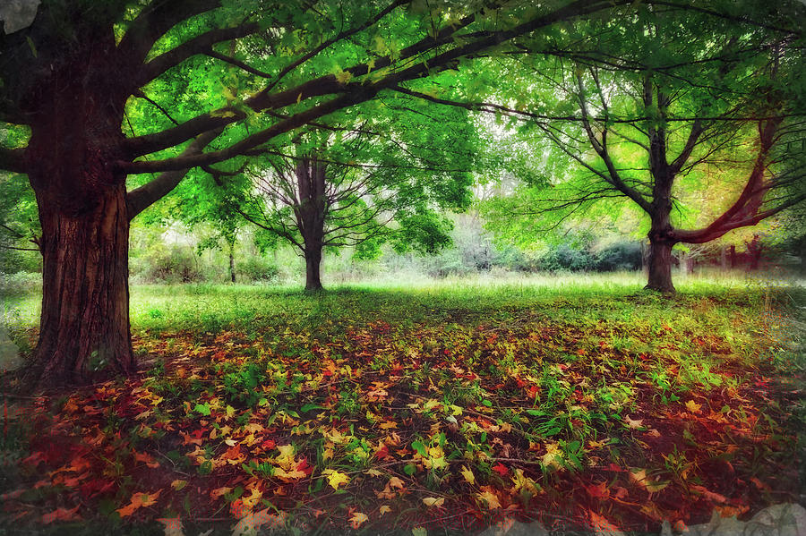 Mysterious Trees with Leaves on the Ground Autumn  Photograph by Jennifer Rondinelli Reilly - Fine Art Photography