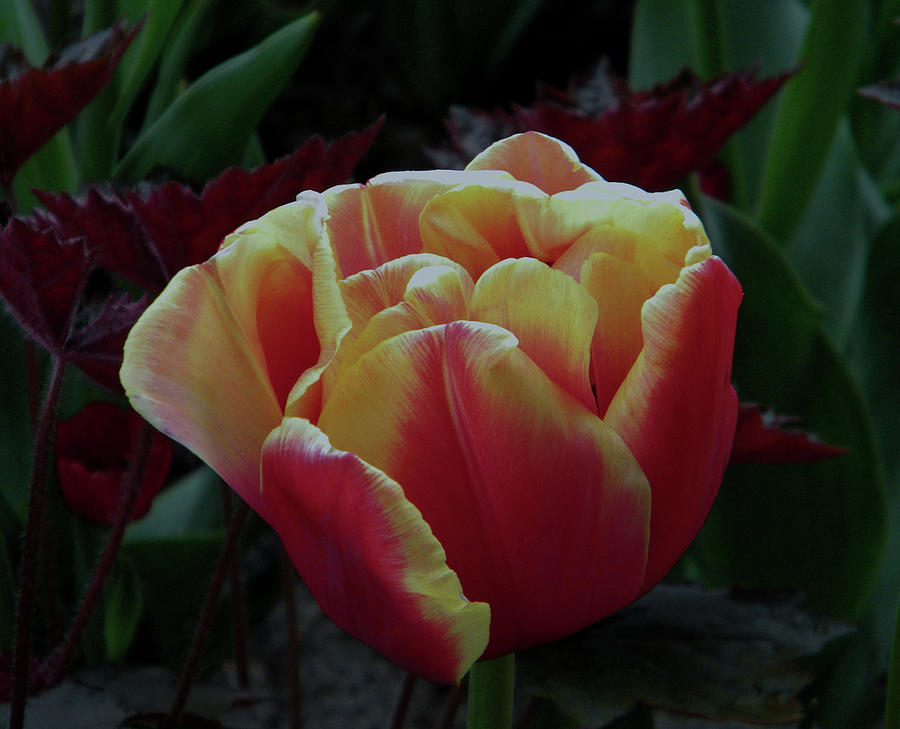 Mysterious tulip Photograph by Manuela Constantin