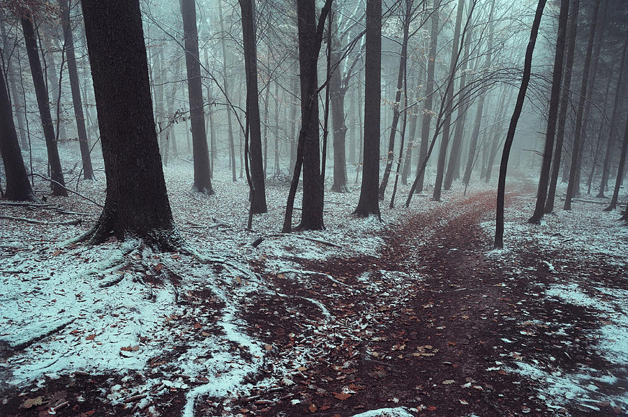 Mysterious Winter Woods 1 Photograph by Jenny Rainbow