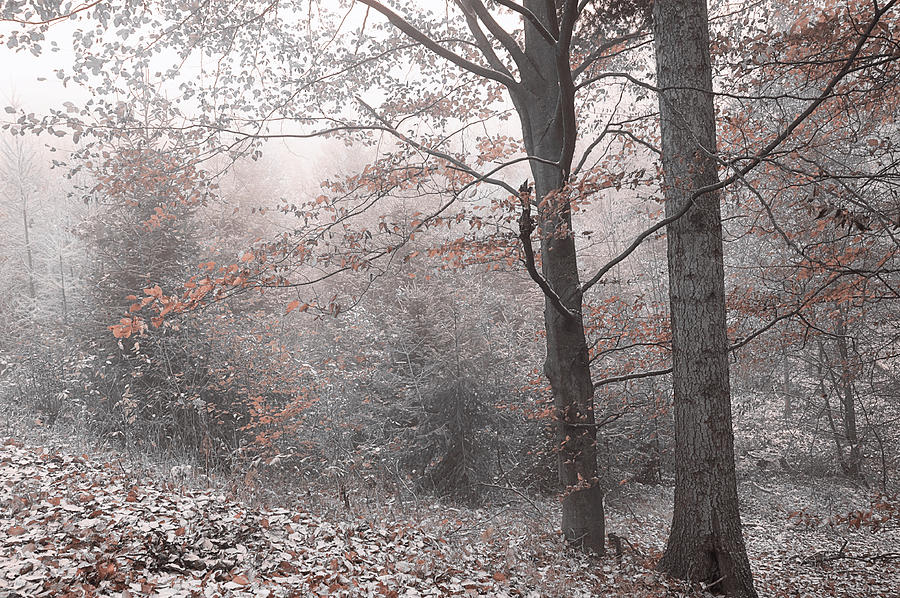 Mysterious Winter Woods 4. Monochrome Photograph by Jenny Rainbow