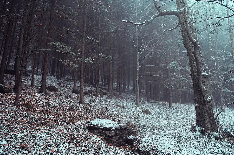 Mysterious Winter Woods 5 Photograph by Jenny Rainbow