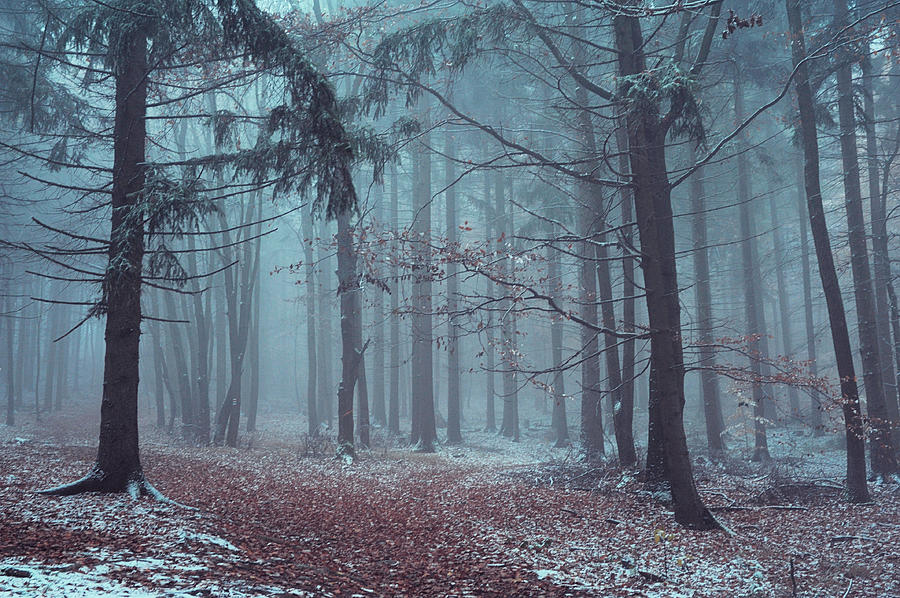Mysterious Winter Woods Photograph by Jenny Rainbow