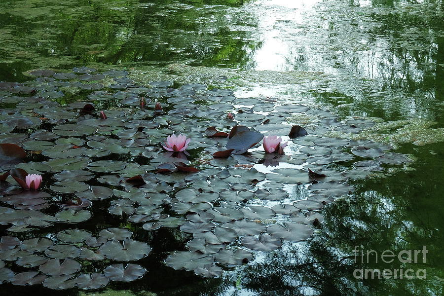 Mysteriouse pond and water lilies Photograph by Marina Usmanskaya