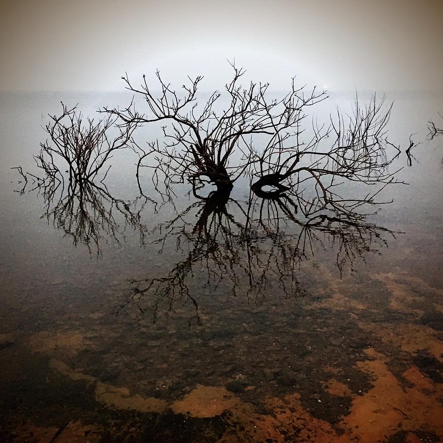 Mystery Amidst the Fog I Photograph by Doris Aguirre