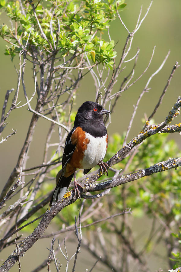 Spotted Towhee Photograph by Mark Miller