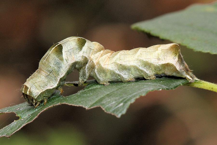 Mystery Caterpillar Photograph by Doris Potter