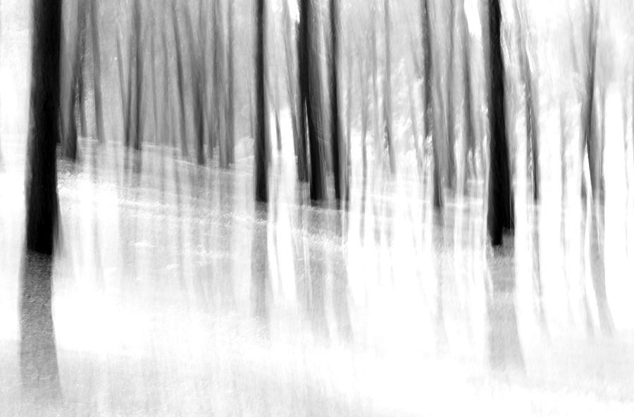 Tree Photograph - Mystery forest by Avi Hirschfield
