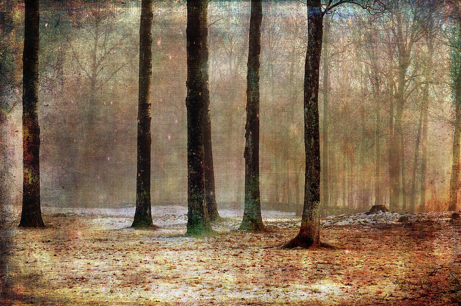 Mystery Forest Photograph by Randi Grace Nilsberg