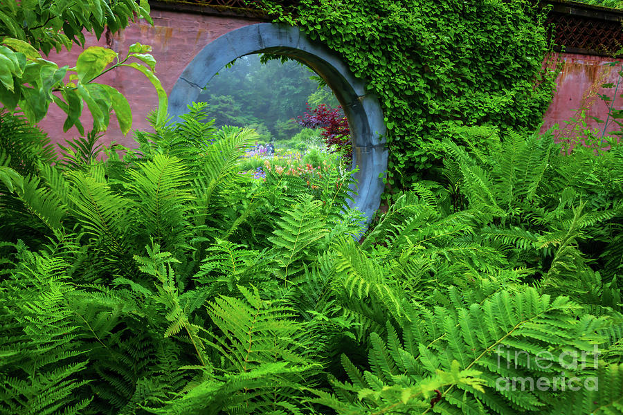 Mystery Garden Photograph by Elizabeth Dow