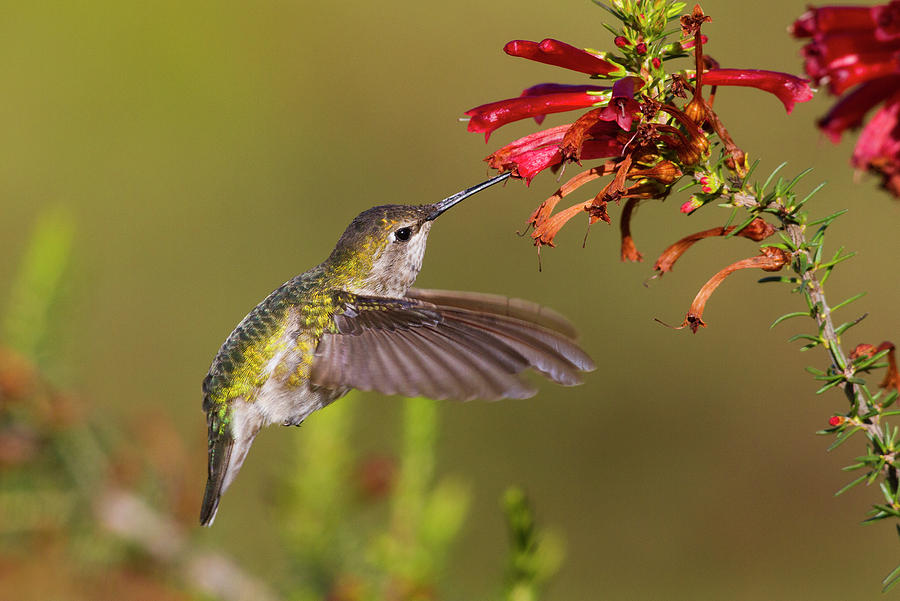 Mystery Hummingbird Photograph by Mark Miller