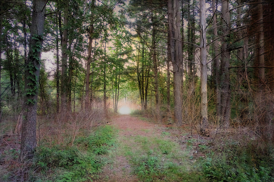 Mystery In The Woods Photograph by Theresa Campbell