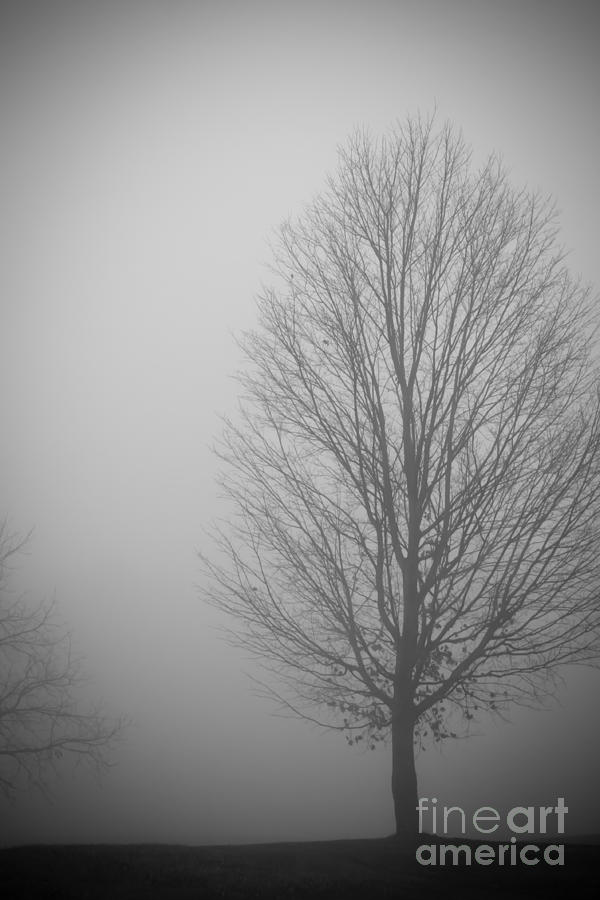Mystery morning - monochrome Photograph by Claudia M Photography