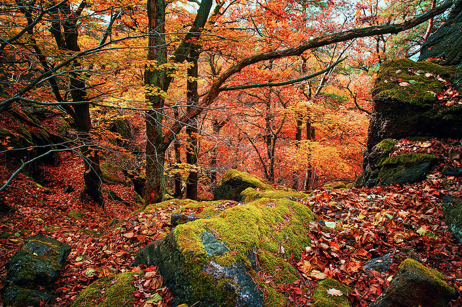 Mystery of Autumn Photograph by Jenny Rainbow