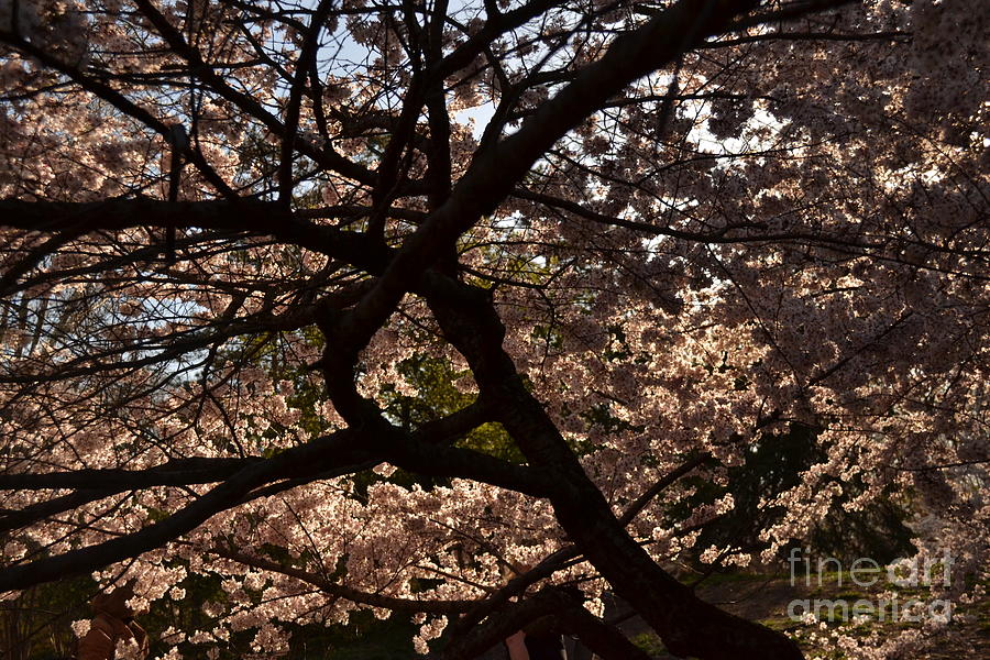 Mystery of the Tree - Central Park in Spring Photograph by Miriam Danar