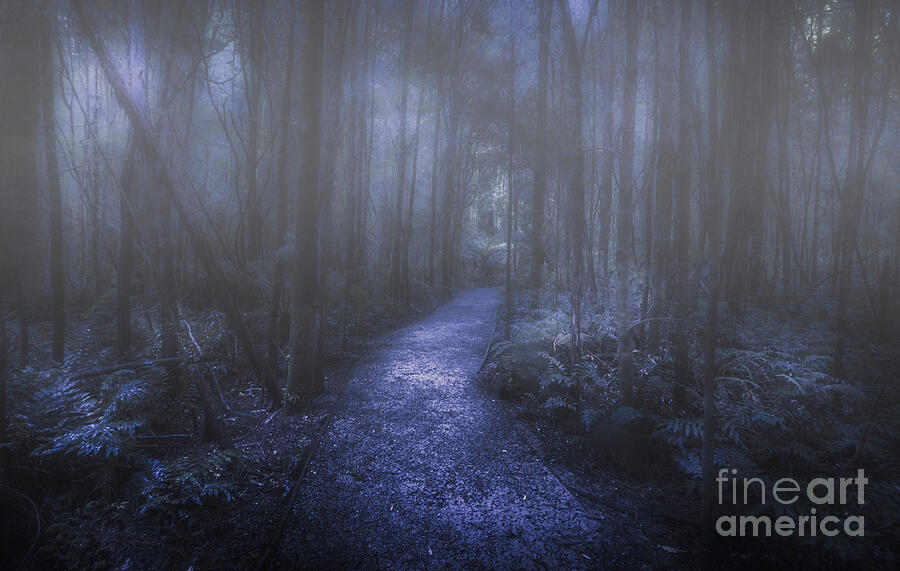 Dark Photograph - Mystery Pathway by Jorgo Photography - Wall Art Gallery Dark Photograph - Mystery Pathway by Jorgo Photography - Wall Art Gallery