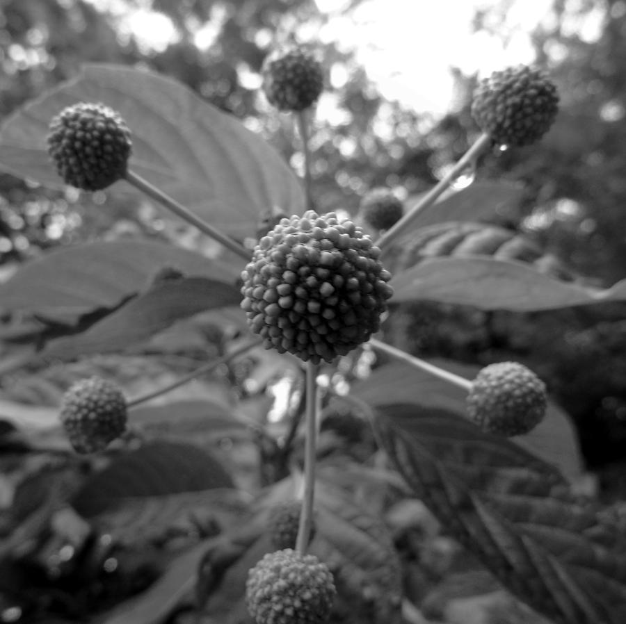 Mystery Plant in Black and White Photograph by Susan Lafleur