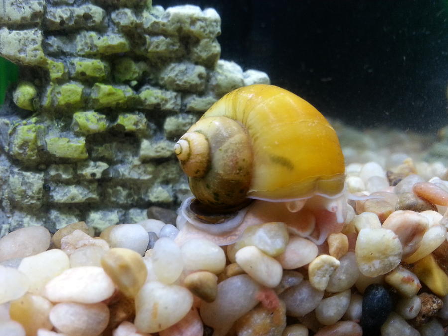 Mystery Snail Photograph by Robert Knight