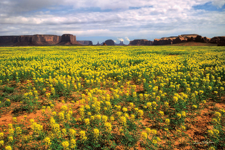 Mystery Valley Beeweed Photograph by Dan Norris