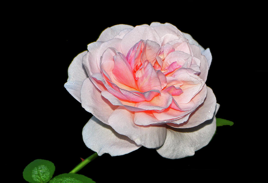 Mystic Beauty Rose 003 Photograph by George Bostian