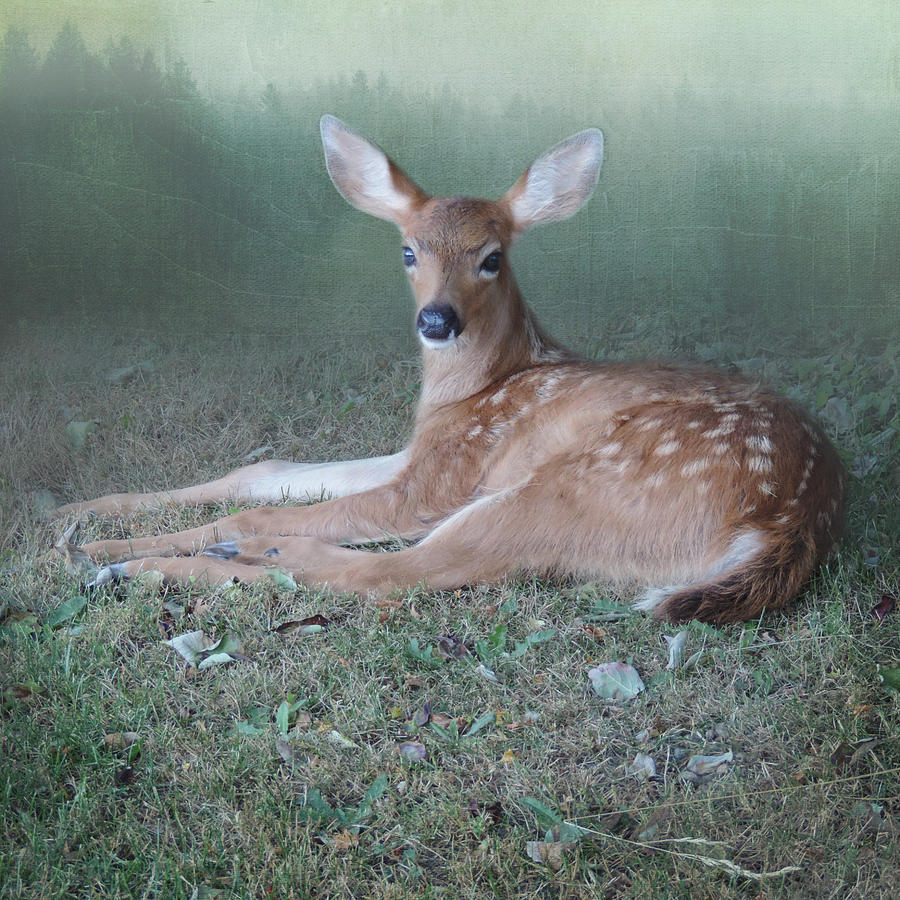 Mystic Fawn Photograph by Sally Banfill