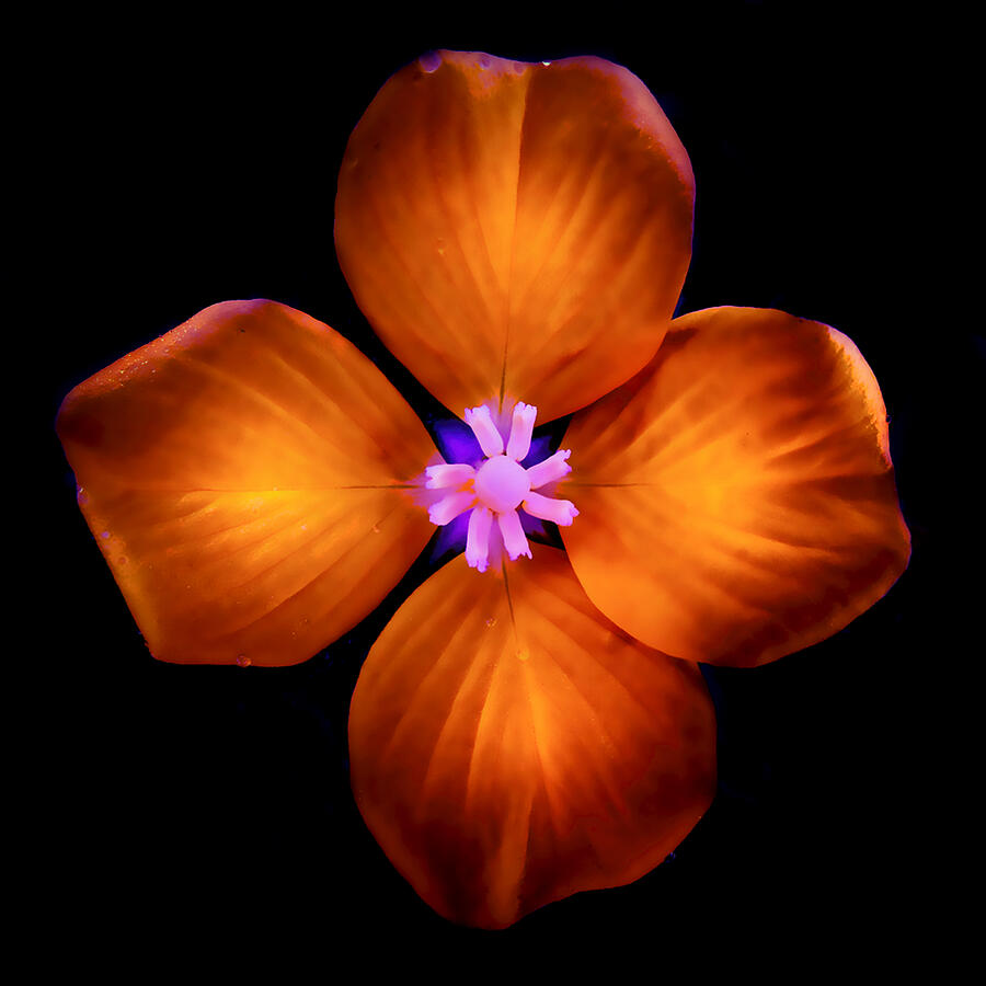 Mystic Flower No.1 Photograph by Michael DeBlanc - Fine Art America