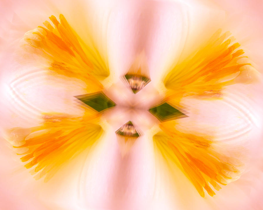 Flowers Still Life Photograph - Mystic Flower No.4 by Michael DeBlanc